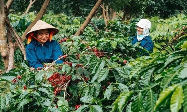 Xuất khẩu cà phê Việt Nam 10 tháng năm 2025 tăng trưởng khả quan