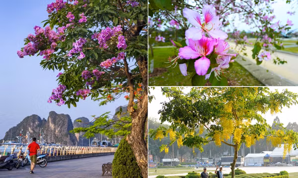 Cùng Cây Ba Miền điểm danh những dòng cây hoa công trình đẹp đang "gây sốt" giới đầu tư