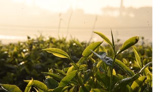 Ngắm đồi chè Cầu Đất trong sương sớm