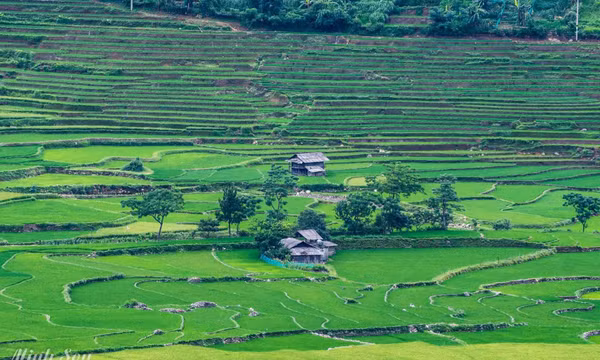 Thăm Tú Lệ mùa lúa xanh