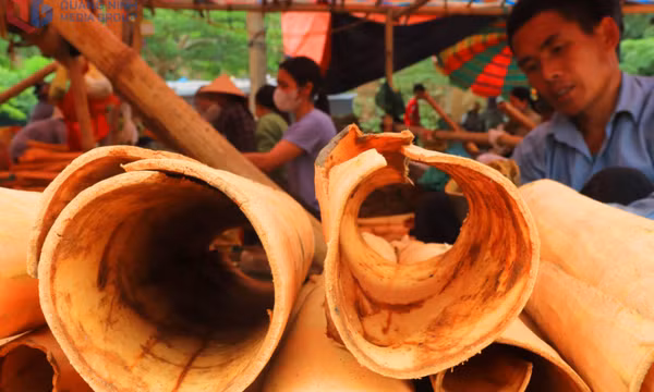 Mùa quế rộn ràng trên rẻo cao Bình Liêu