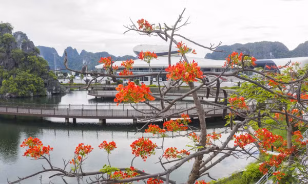 Một năm bừng sắc "Thành phố của hoa"
