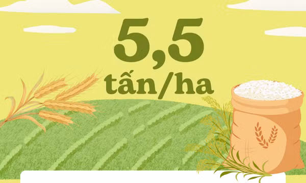 5,5 tấn/ha - là ước tính năng suất bình quân vụ lúa xuân toàn tỉnh năm nay