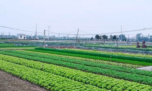 Có phải xác nhận lại hạn sử dụng đất trước khi chuyển nhượng, tặng cho?