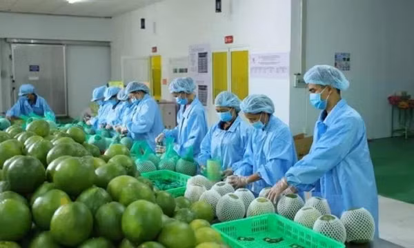 Lý do xuất khẩu rau quả sụt giảm mạnh