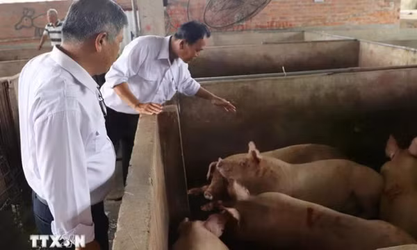 Kết quả xác minh việc đóng dấu sai sản phẩm lợn bệnh của Công ty C.P. Việt Nam