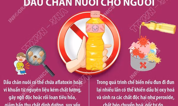 Vì sao dầu ăn chăn nuôi gây nguy hại đến sức khỏe con người?