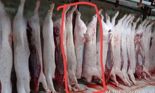 Người 'tố' Công ty C.P. bán thịt heo bệnh tiếp tục cung cấp hình ảnh cho cơ quan chức năng