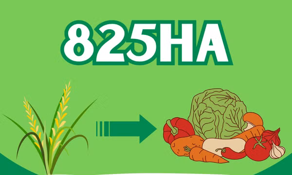 825ha - là diện tích đất trồng lúa kém hiệu quả trên toàn tỉnh được đã được chuyển đổi sang trồng các loại cây có giá trị kinh tế cao hơn