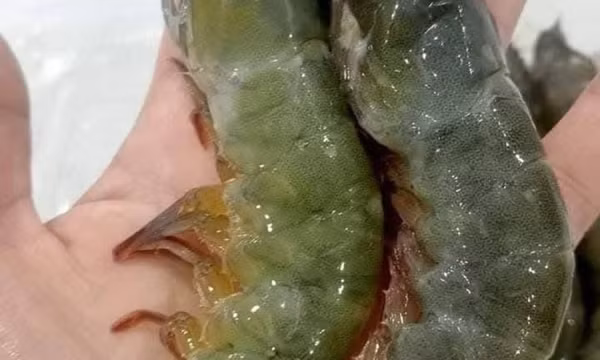 Lưu ý cách chọn, chế biến tôm tốt cho thận