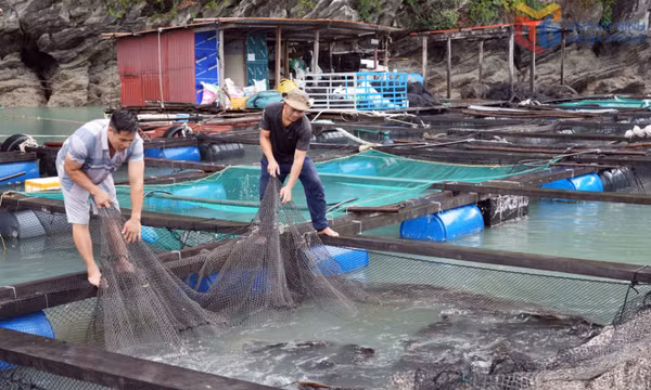 Phát triển kinh tế biển gắn với du lịch trải nghiệm trên vịnh Bái Tử Long
