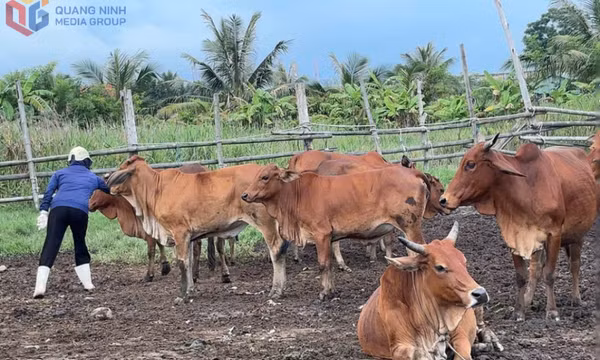 Đảm bảo bao phủ vắc-xin trên tổng đàn gia súc, gia cầm