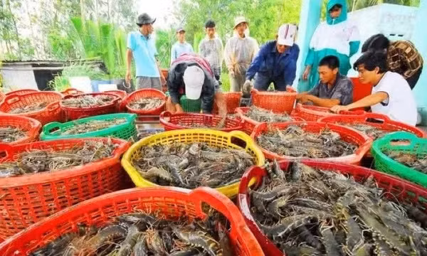 VASEP: Xuất khẩu thủy sản tăng 12,8% trong nửa đầu năm