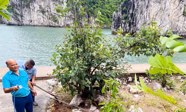 Vườn thực vật trên vịnh Hạ Long