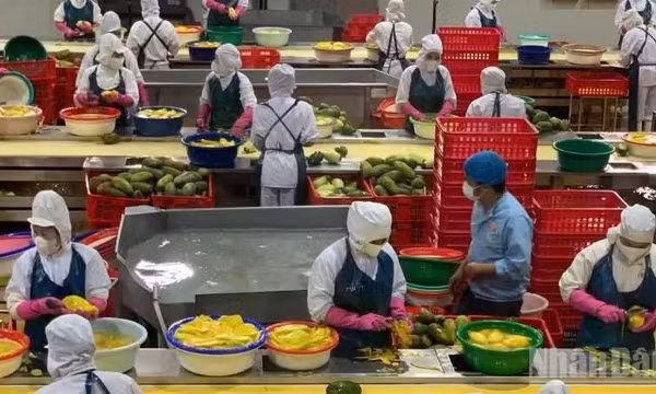 Nông nghiệp duy trì tăng trưởng ổn định trong 6 tháng đầu năm 2026