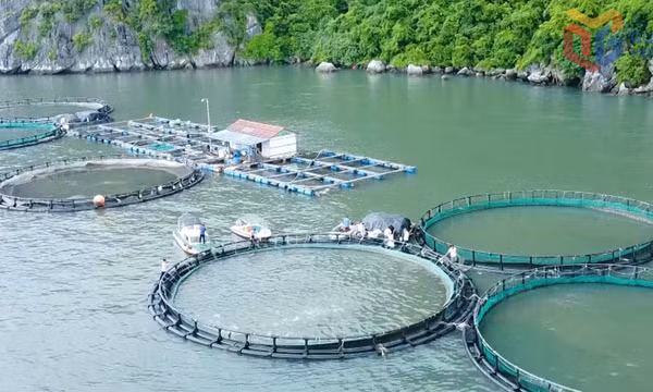 Nghề nuôi biển - Chuyện từ đảo Ông Cụ