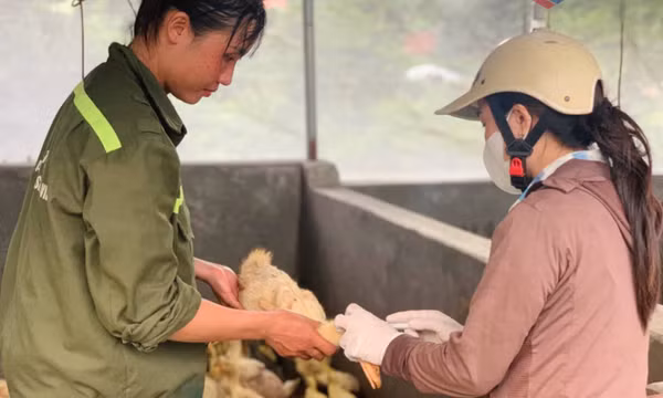 Khẩn trương tiêm phòng bảo vệ đàn vật nuôi