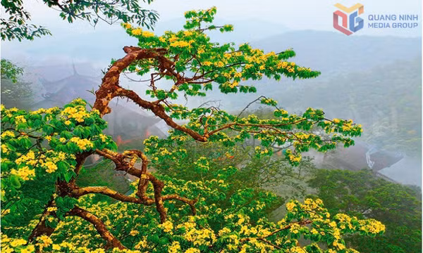 Nơi đại lão mai vàng kể chuyện tích xưa