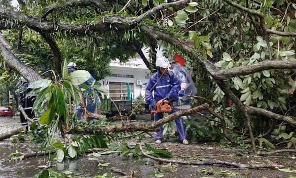 Phường Móng Cái 1 huy động tổng lực rà soát thiệt hại, hỗ trợ người dân ổn định cuộc sống, sản xuất sau bão