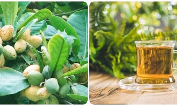 Lá bàng có tác dụng gì?