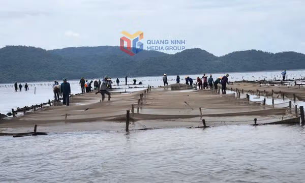 Xã Đầm Hà: Xử lý 83ha diện tích nuôi trồng thủy sản trái phép
