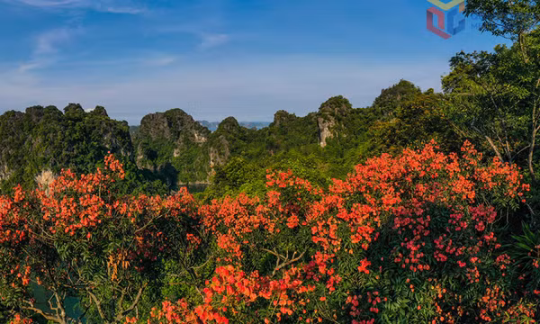 Bông mộc - Loài cây Sách đỏ giữa miền Di sản