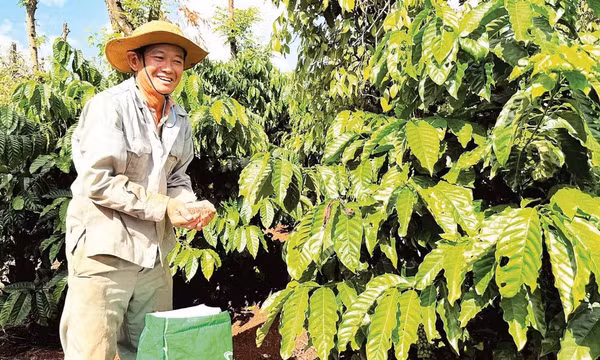 Tận dụng cơ hội xuất khẩu cà-phê