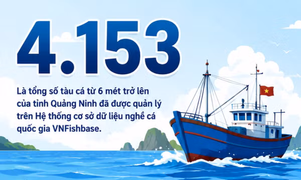 4.153 - là số tàu cá từ 6 mét trở lên của Quảng Ninh đã được quản lý trên VNFishbase