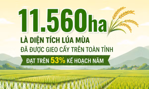 11.560 ha - là diện tích lúa mùa đã được gieo cấy trên toàn tỉnh