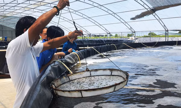 Đẩy nhanh tiến độ cấp mã vùng nuôi, trồng