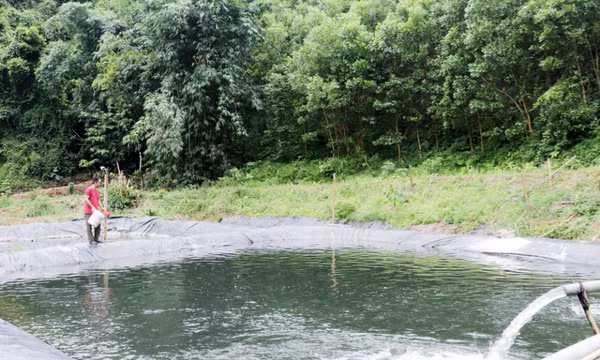 Nuôi cá tầm trên đỉnh Khe San