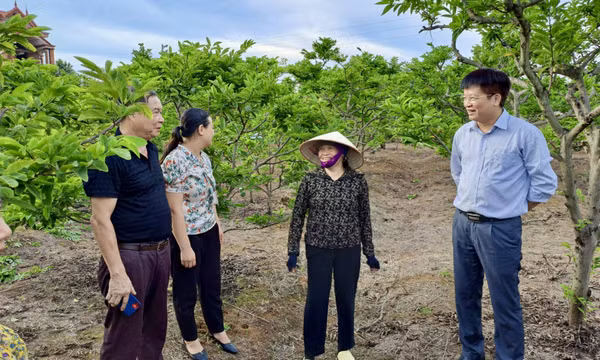 Liên kết “6 nhà” trong nông nghiệp