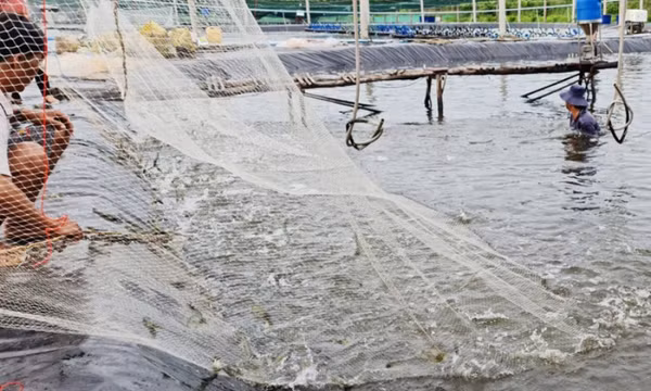 Giá tôm trong nước tăng cao, xuất khẩu lại gặp khó