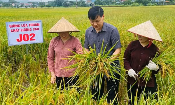 Nhân rộng các giống lúa chất lượng cao