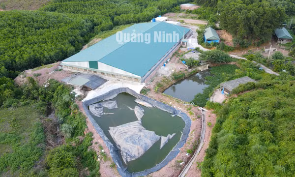 Cẩm Phả: Ô nhiễm môi trường từ trang trại nuôi lợn xây dựng trái phép