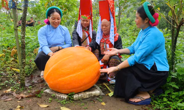 Về Hoành Mô, ngắm những quả bí ngô khổng lồ
