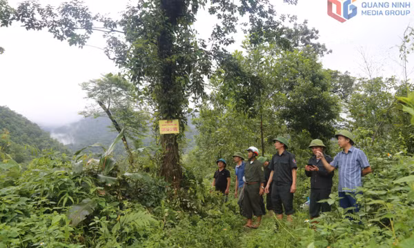Giữ màu xanh cho những cánh rừng miền Đông