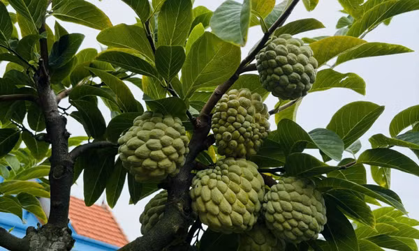 Ngọt thơm mùa na chín