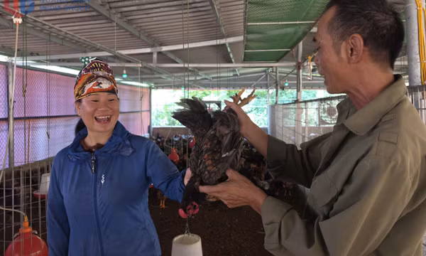 Đi lên từ chăn nuôi gà