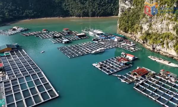 Tăng cường bảo vệ nguồn lợi thủy sản, giữ gìn hệ sinh thái biển