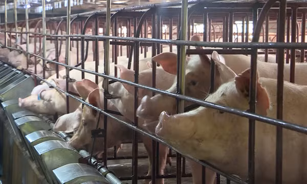 Phát triển chăn nuôi theo hướng tập trung