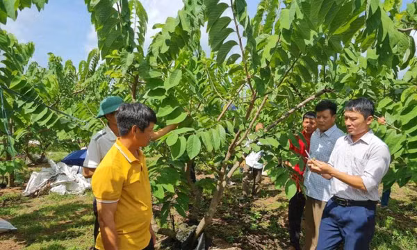 Đào tạo nghề gắn với tạo việc làm cho nông dân