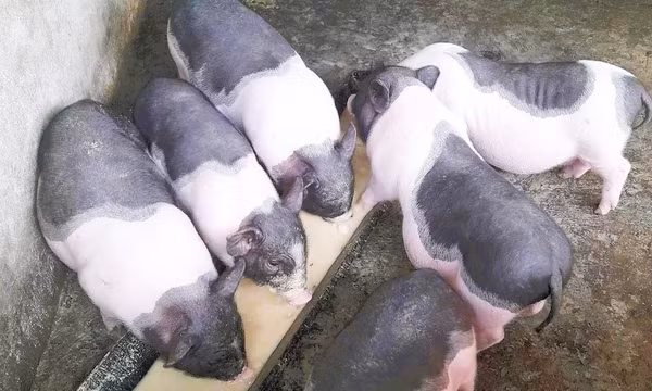 Móng Cái triển khai tiêm thử nghiệm vắc xin Dịch tả lợn Châu Phi