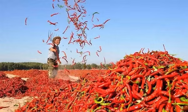 Xuất khẩu ớt thu về gần 18 triệu USD, tăng 31,7%