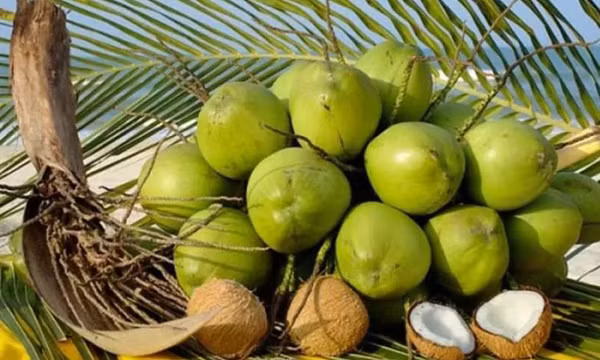 Nhiều thị trường tăng mua, xuất khẩu rau quả 7 tháng ước đạt trên 3,8 tỷ USD