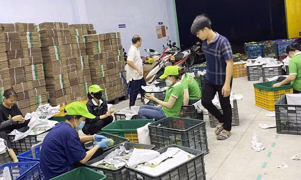 Xuất khẩu tỉ đô với trái cây tươi