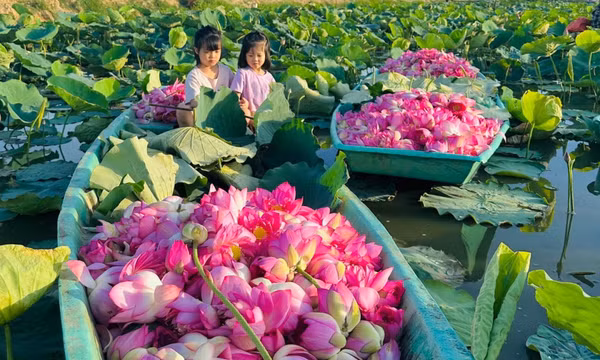 Thanh niên xuống đầm thu hoạch sen tặng người dân 