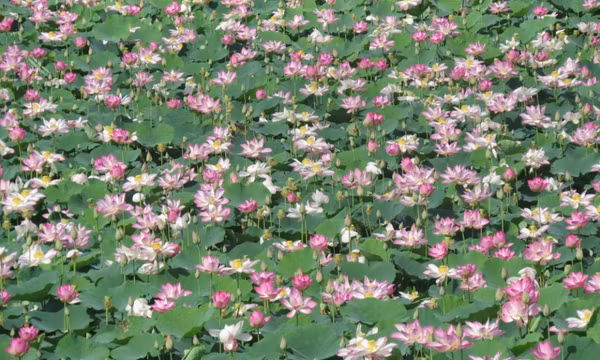 Mùa mưa về Đồng Tháp Mười hái sen 