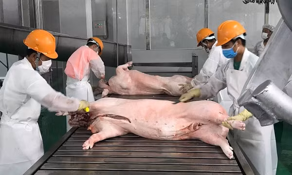 Xuất khẩu thịt và sản phẩm thịt tăng tháng thứ 3 liên tiếp