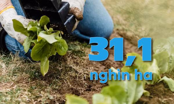 33,1 nghìn ha - là ước tính tổng diện tích gieo trồng cây trên địa bàn tỉnh 6 tháng đầu năm